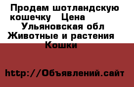 Продам шотландскую кошечку › Цена ­ 1 500 - Ульяновская обл. Животные и растения » Кошки   